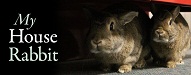 My House Rabbit